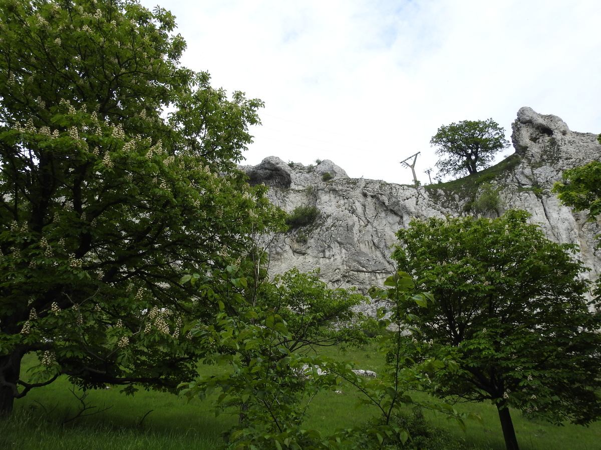 palava 2019 (43)