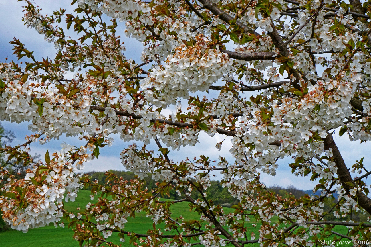 11a